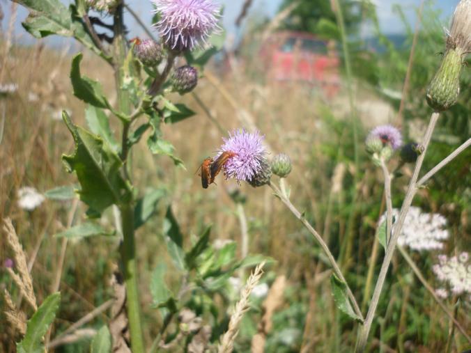 vari coleotteri dall''appennino...